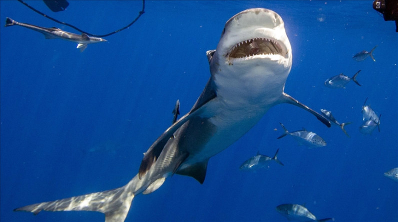 مصر تعتزم تركيب أجهزة رصد لتتبع أسماك القرش خلال أيام